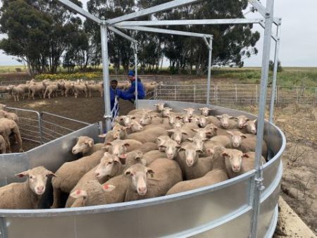 Sheep Rotary Force 2